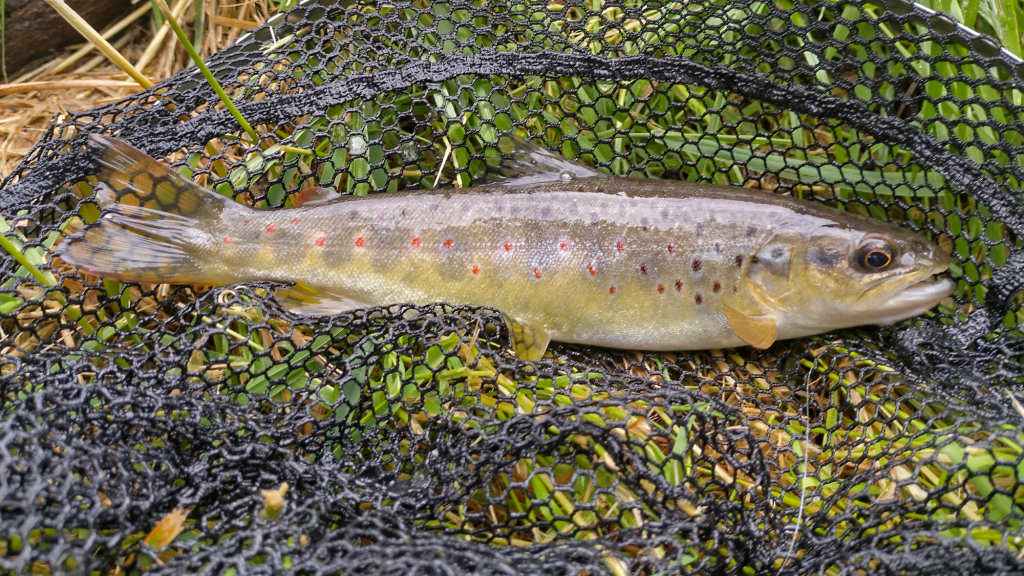 Photo of the last cast trout